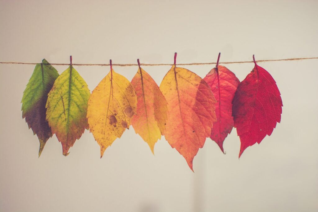Eight leaves in various colors from green to red are clipped to a string against a plain, light background.