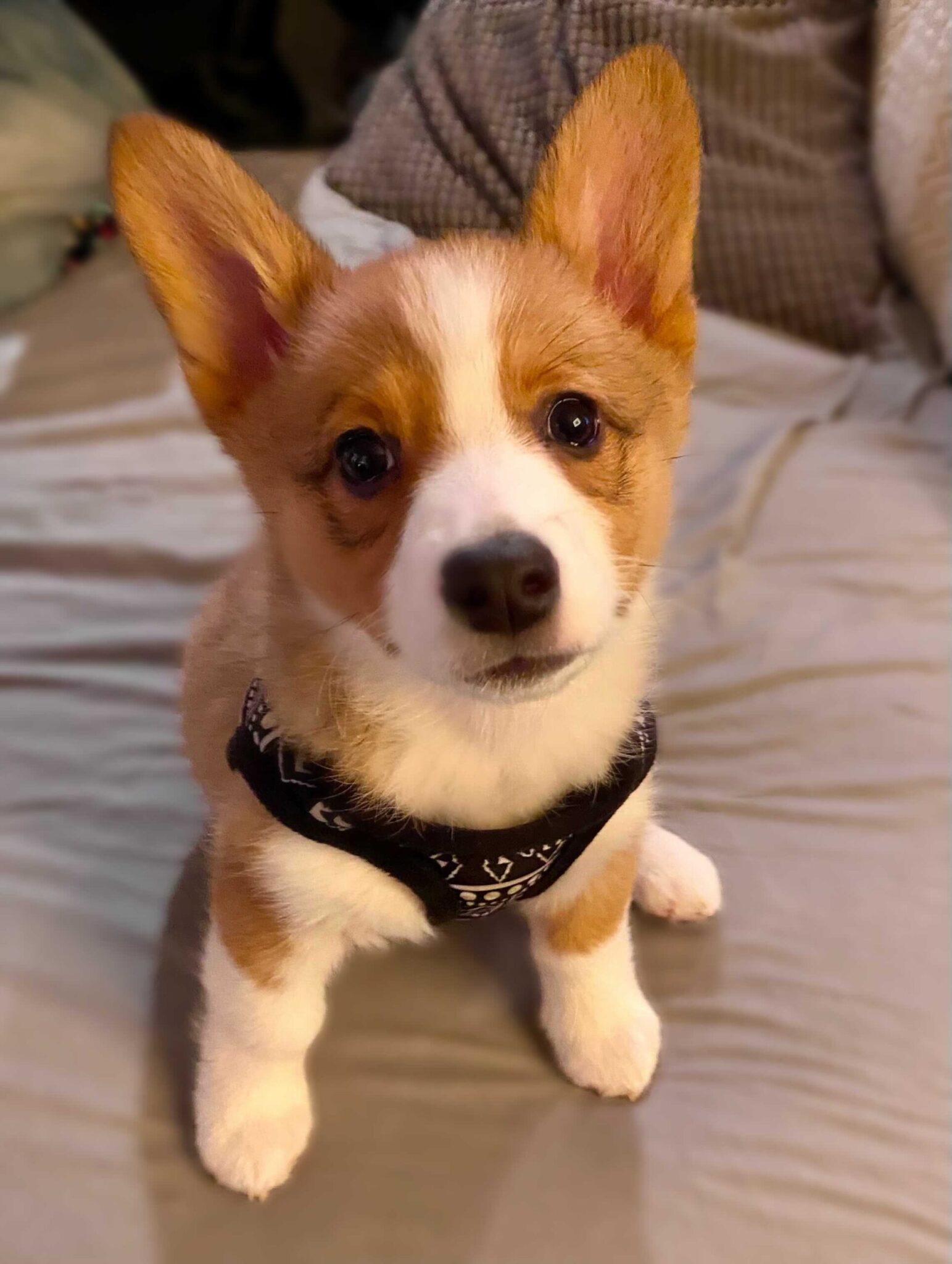 Image-from-iOS-5-772x1024